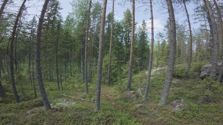 Mannilan sydänmaa
