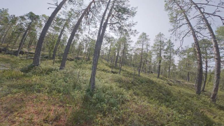 Skärsätt